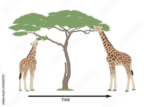 Fotomurale Giraffe evolution and natural selection