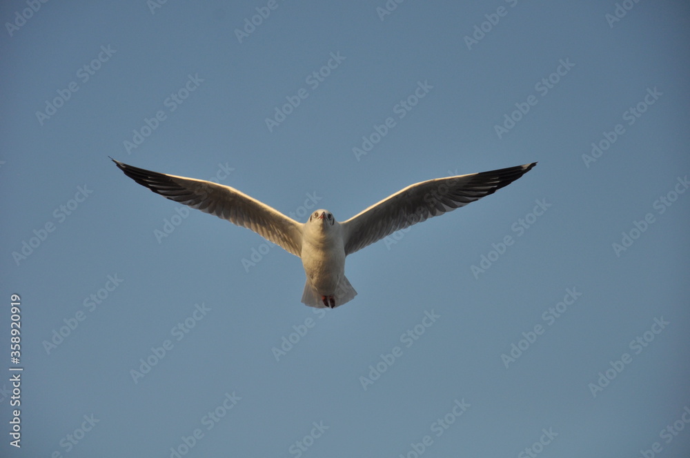 Obraz premium seagull in flight