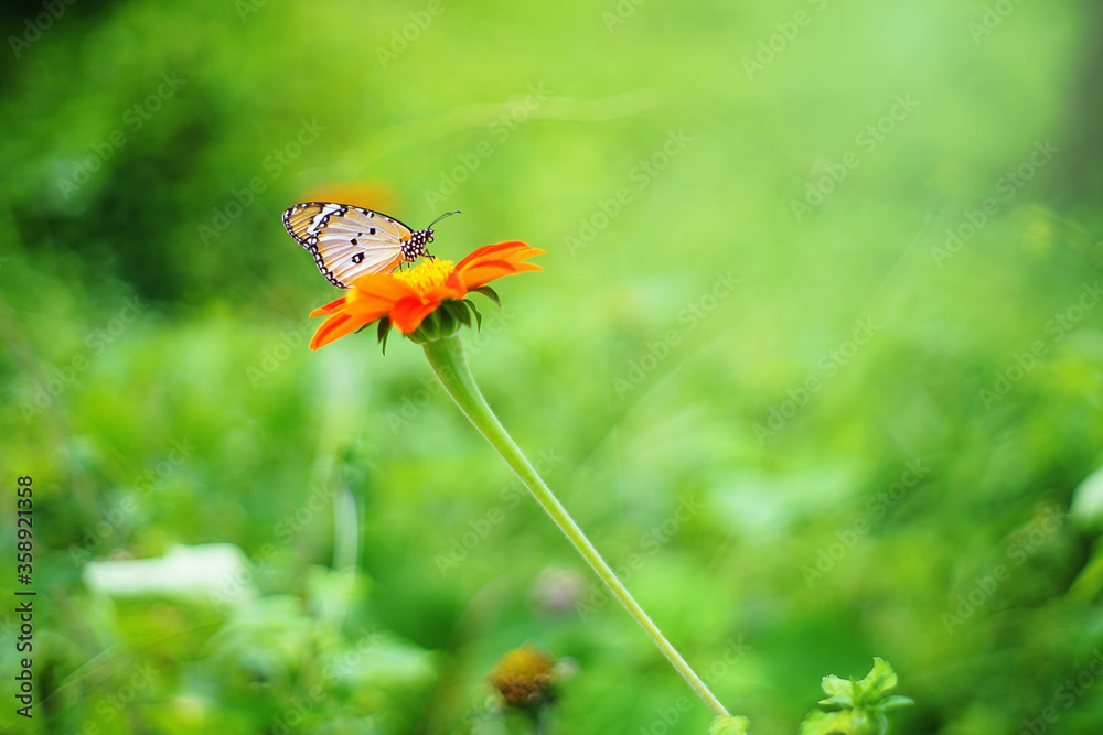 Morning butterflies and flowers Morning butterflies and flowers