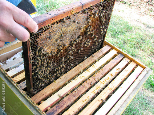 beekeeper working in the apiary. bees on the beehive