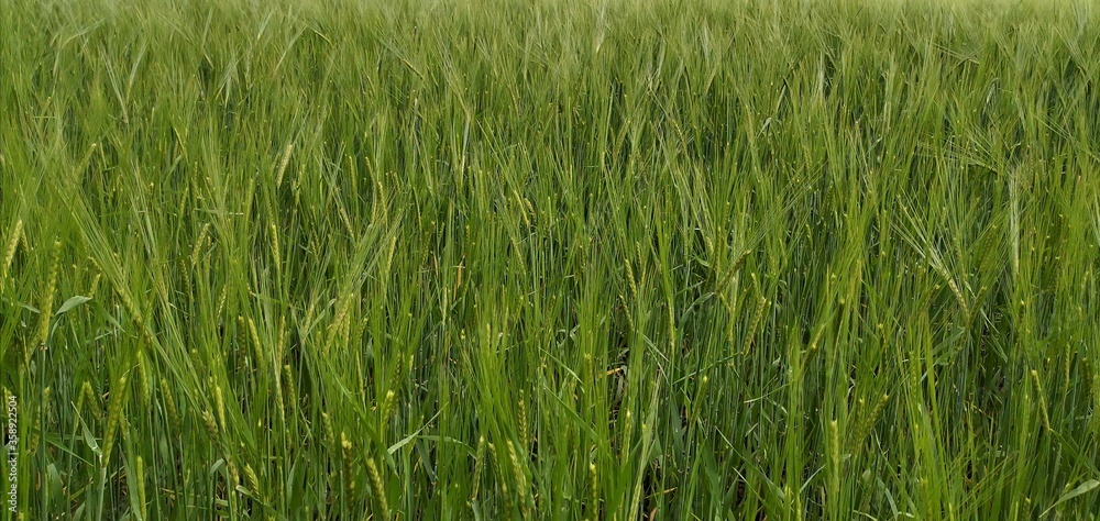 green rice field green rice field
