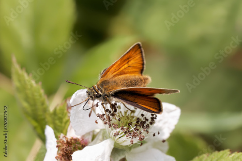 A Small Skipper Butterfly nectaring on a Bramble flower.