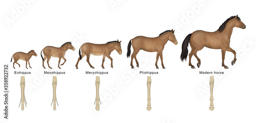 Fototapeta Naklejka Na Ścianę i Meble -  Evolution of the horse