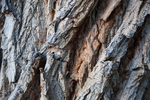 Bark of a Tree