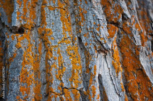 Bark Algae Texture