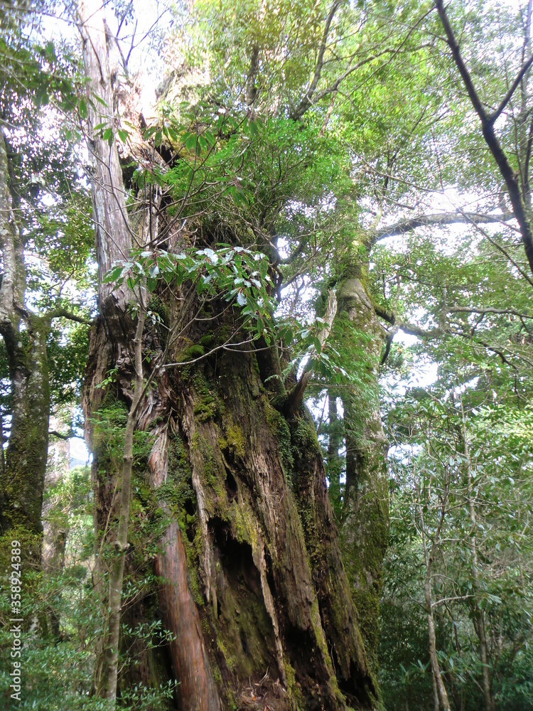 Naklejka premium 屋久島