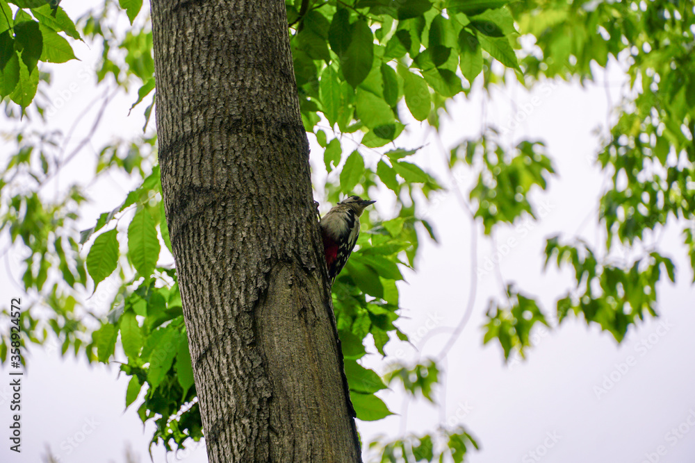 Fototapeta premium young spotted woodpecker Dendrocopos major sits on a tree in summer, green foliage 