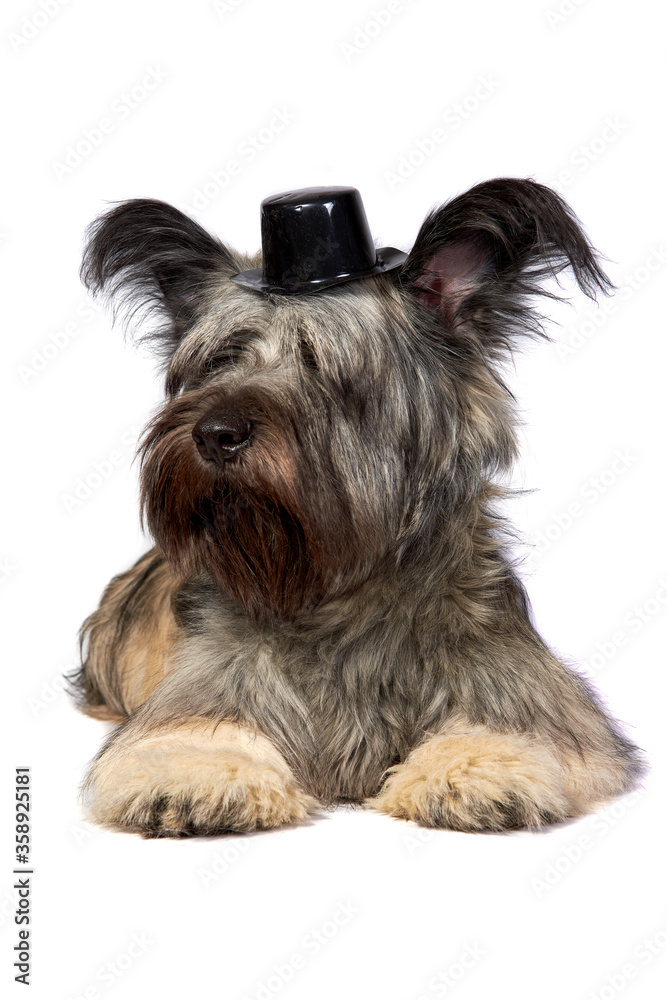 Skye Terrier dog lies and looking at the camera on white Skye Terrier dog lies and looking at the camera on white