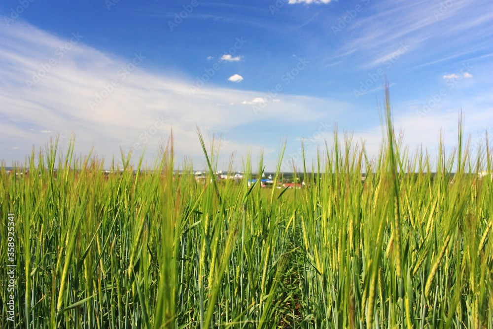Green rye sprouts in the field