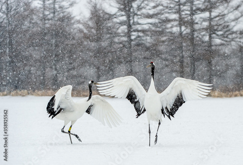 Dancing Cranes. The ritual marriage dance of cranes. The red-crowned crane. Scientific name: Grus japonensis, also called the Japanese crane or Manchurian crane. Natural Habitat. Japan.