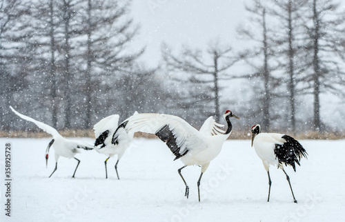 Dancing Cranes. The ritual marriage dance of cranes. The red-crowned crane. Scientific name: Grus japonensis, also called the Japanese crane or Manchurian crane. Natural Habitat. Japan.