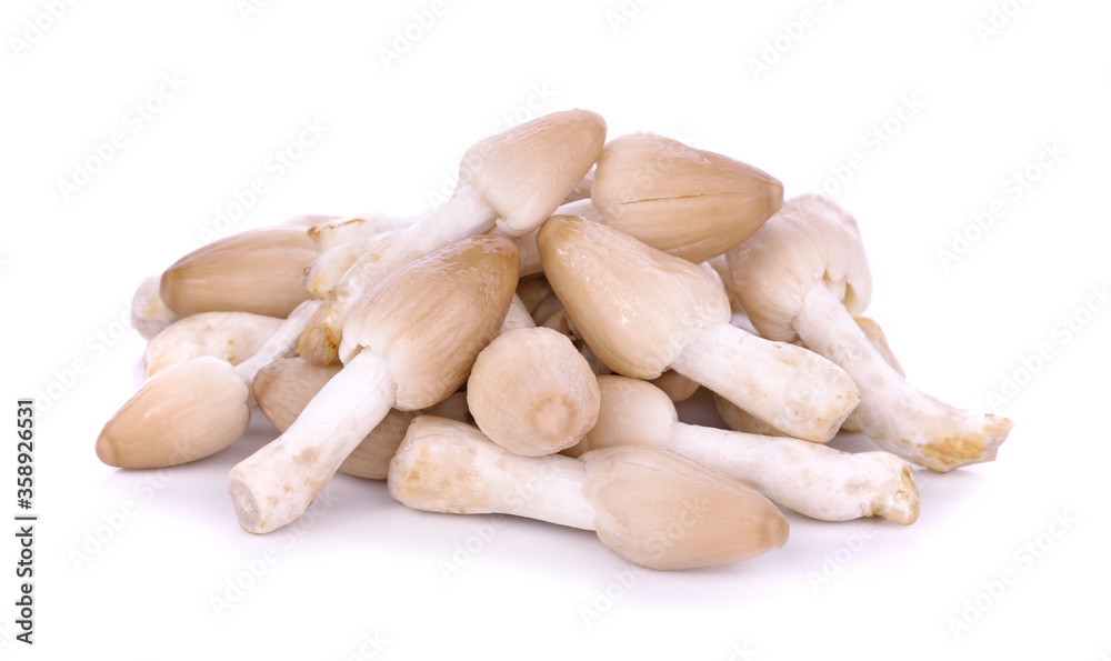 Mushroom isolated on white background Mushroom isolated on white background