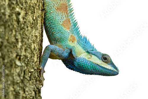 beautiful reptile crawing down the tree