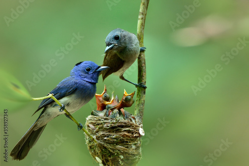 Warm family of black-naped monarch or blue flycatcher (Hypothymis azurea) with new fledged chicks fresh hatched from eggs photo