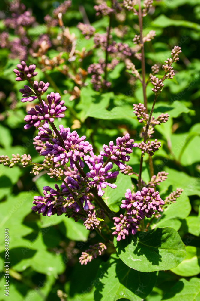 a branch of Persian lilac on a bush close up, vertical a branch of Persian lilac on a bush close up, vertical