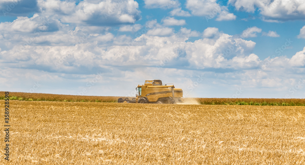Fototapeta premium Harvesting of wheat in summer. Yellow harvester working in the field. Combine harvester agricultural machine collecting golden ripe wheat on the field. 