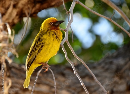 Bilde på lerret Close up of a little yellow Cape weaver male