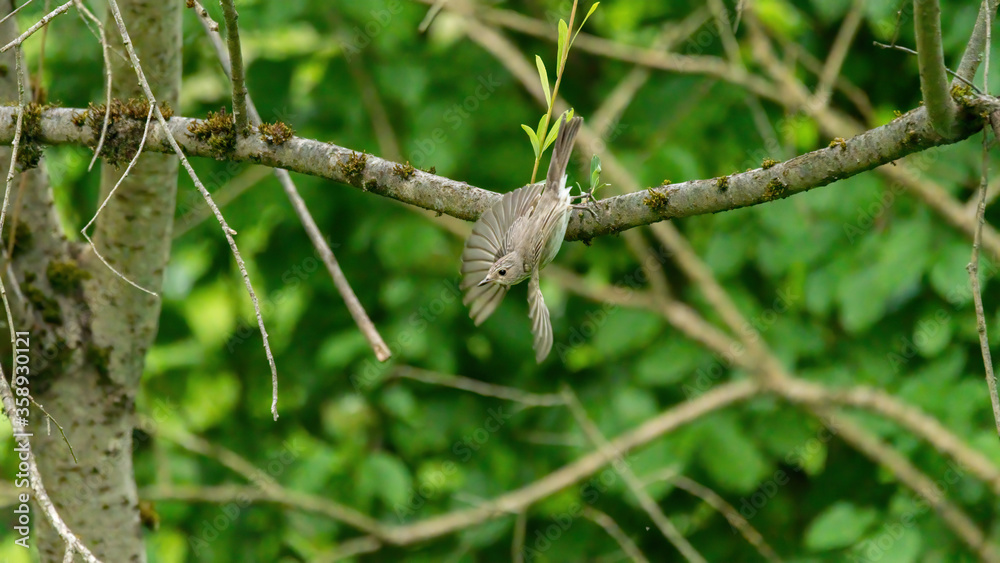 bird, natur, wild lebende tiere, ast, tier, baum, wild, robin, schnabel bird, natur, wild lebende tiere, ast, tier, baum, wild, robin, schnabel