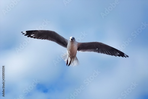 Beautiful white Seagull bird flying  on the seashore isolated on blue sky background