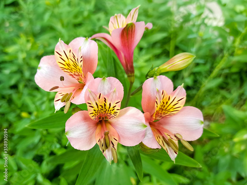 Red alstroemeria flowers in full bloom to make a colourful floral background. Close-up of beautiful peruvian lily  lily of the Incas.