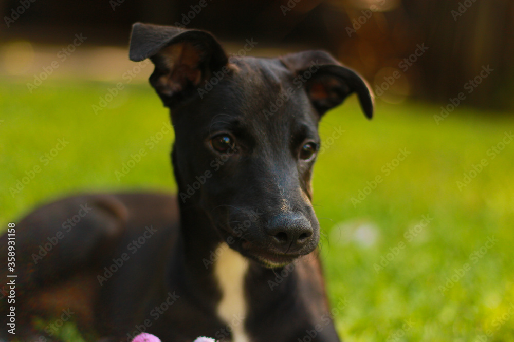 Perro negro pequeño Perro negro pequeño