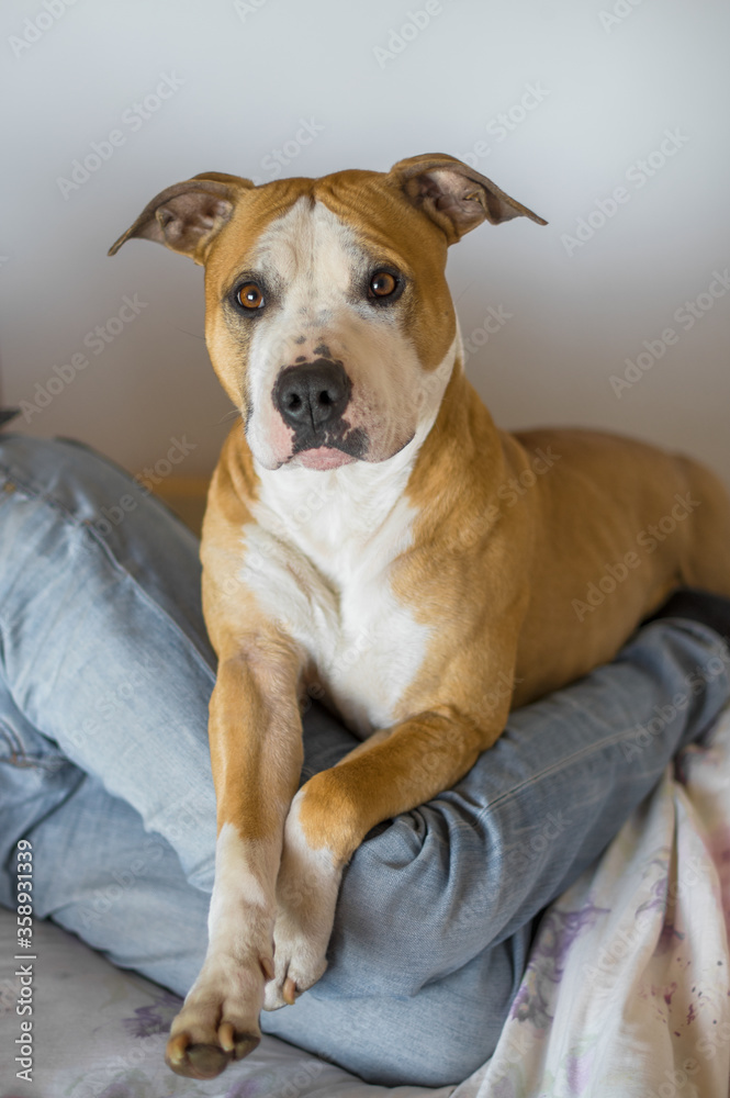 Indoor Portrait of Cute Red American Staffordshire Terrier Dog. Selective Focus