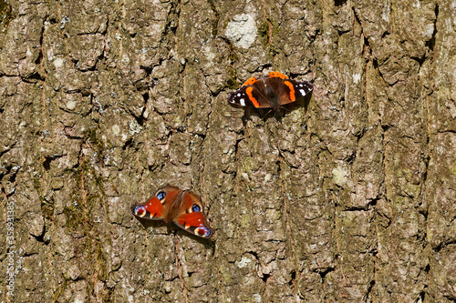 A Red Admiral and Peacock Butterfly basking on a tree trunk.