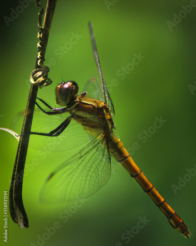Dragon Fly Swinging