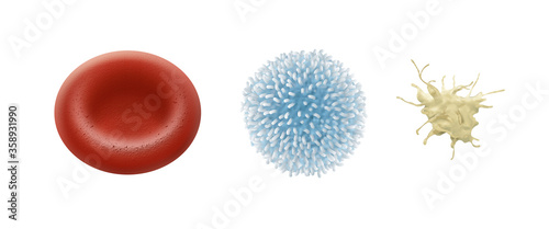 Red blood cell. White blood cell. Platelet photo