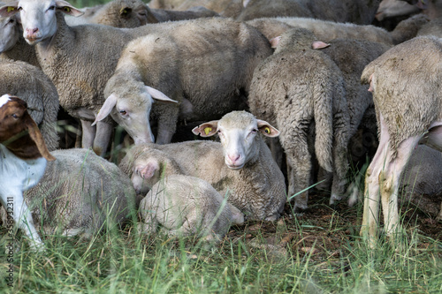 Schafe auf dem Russberg bei Tuttlingen