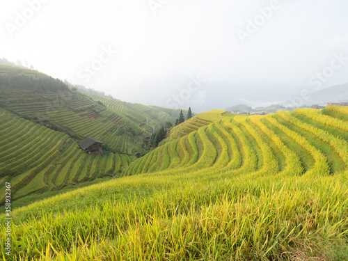 Longshen Rice fields in Chengdu, China