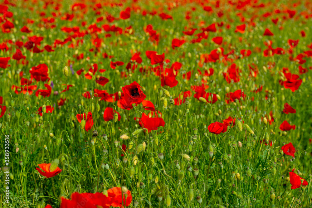 poppy flower on a green plain