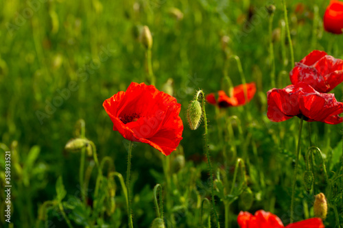 poppy flower on a green plain