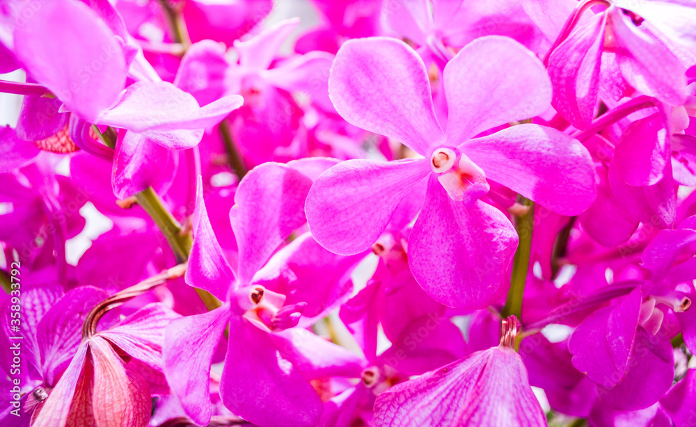 The group of pink orchid. Pink flowers background The group of pink orchid. Pink flowers background