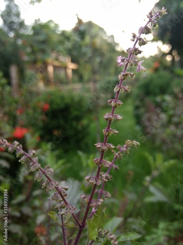 holy basil  with seed
