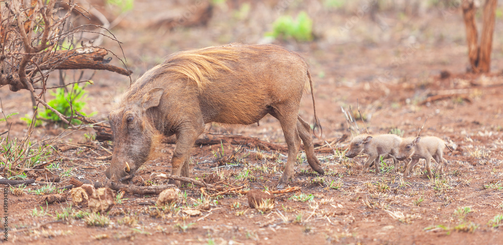 Fototapeta premium Female Warthog With Piglets