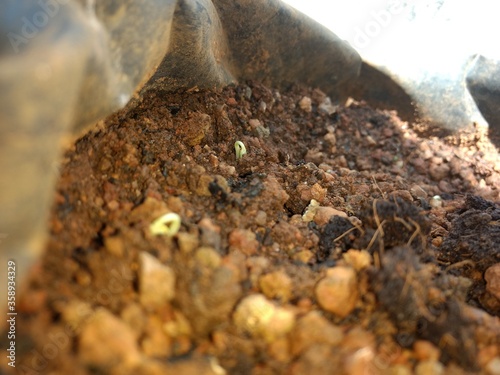 seed germinating