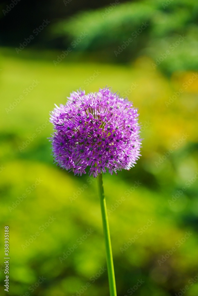 Obraz premium Allium Gladiator,Allium Giganteum - Giant Oniion ,blooming in a garden
