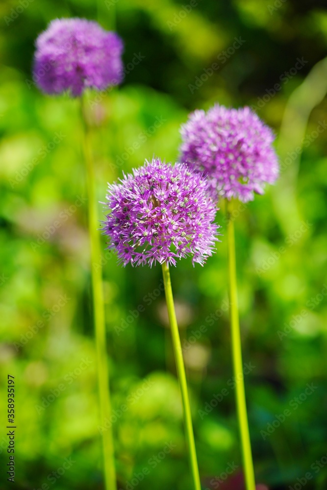 Obraz premium Allium Gladiator,Allium Giganteum - Giant Oniion ,blooming in a garden