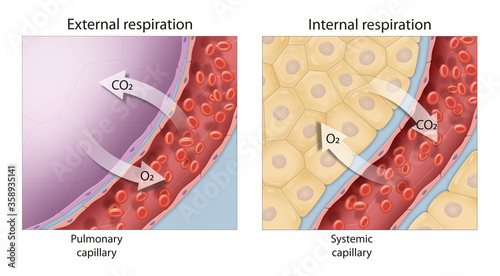 Gas exchange. External and internal respiration