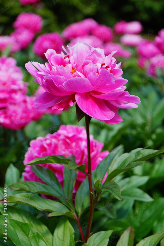 Beautiful blooming peonies (Paeonia) - Flowering peonies in the garden - pink   peony bush