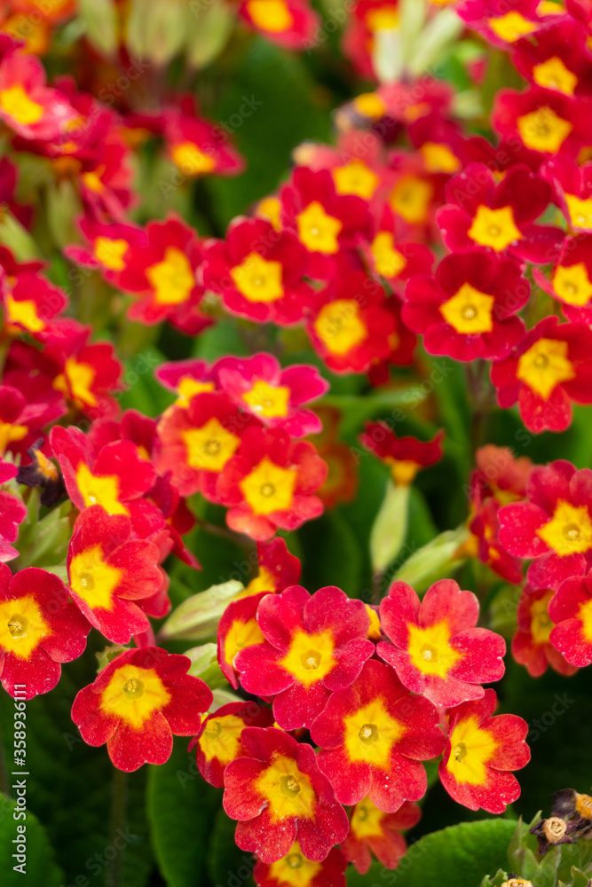 red and yellow primrose flowers close-up