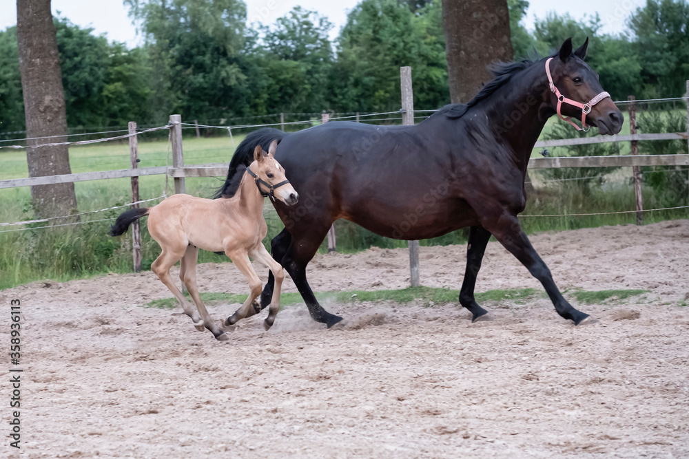Little yellow foal, galloped next to the mother, one week old, during the day with a countryside landscape Little yellow foal, galloped next to the mother, one week old, during the day with a countryside landscape