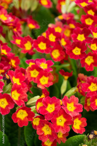 red and yellow primrose flowers close-up