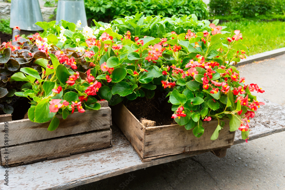 Spring. The planting process. Flowers in a garden wheelbarrow