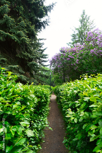Fototapeta Naklejka Na Ścianę i Meble -  A path in the park among the bushes in spring