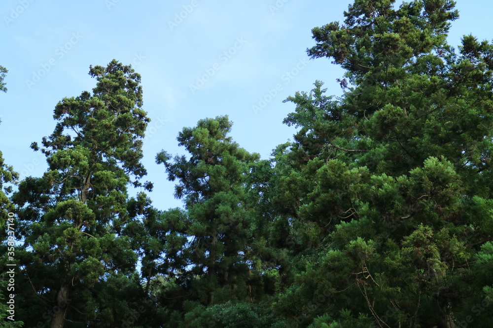 妙本寺(鎌倉)の森 妙本寺(鎌倉)の森