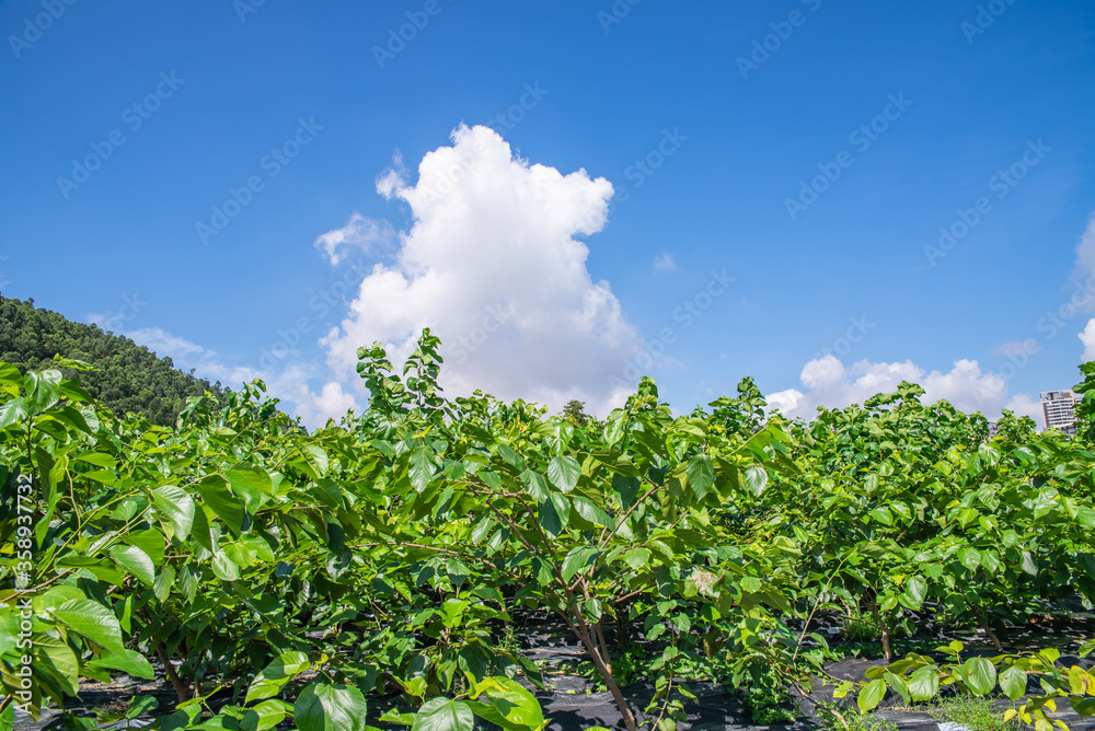 Obraz premium A green mulberry garden under blue sky and white clouds in summer