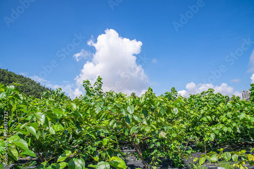 A green mulberry garden under blue sky and white clouds in summer