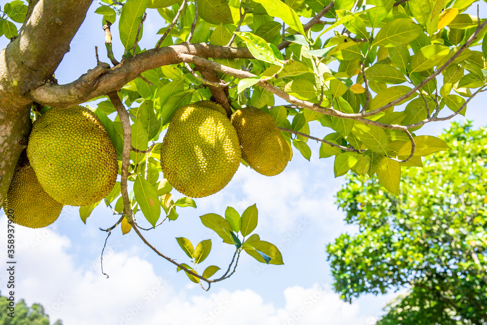 Jackfruit on the tree in summer Jackfruit on the tree in summer